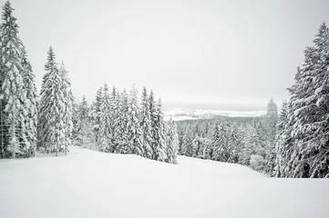 Crédence de cuisine en verre imprimé Hiver Dark winter landscape with snow covered trees