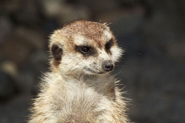meerkat