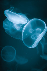 Fototapeta premium Jellyfish