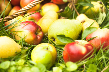 Apples and peaches on grass