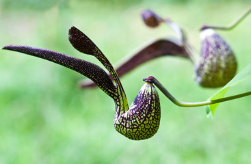 gaping dutchman's pipe flower  (Aristolochia ringens Vahl.)