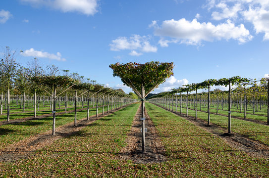 Spalierb&auml;ume in einer Baumschule