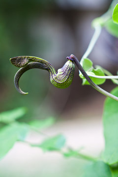 gaping dutchman's pipe flower  (Aristolochia ringens Vahl.)