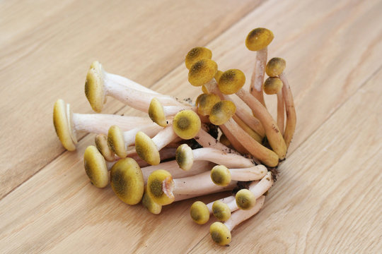 funghi chiodini su tavolo di legno