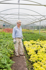 Obraz premium Smiling man standing in greenhouse