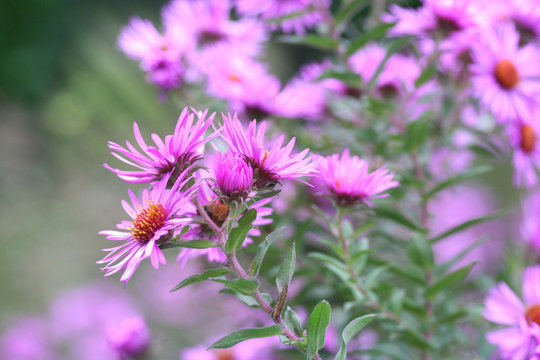 fiori Settembrini_Aster Frikartii