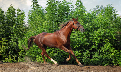 Running wild chestnut horse