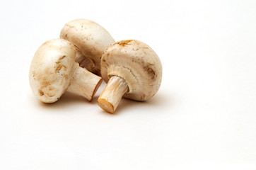 three mushroom shot on white background