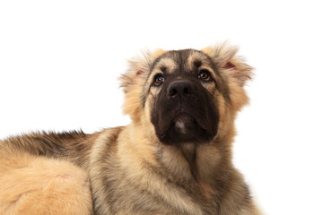 face of mountain dog on white background