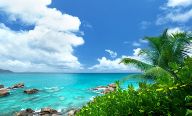 sea and tropical plants on La Digue island in Seychelles