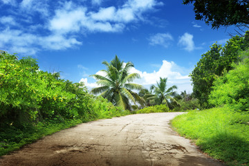 Fototapeta na wymiar Droga w dżungli
