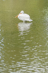 Dalmatian Pelican, Pelecanus crispus