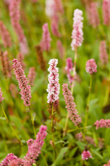 Plantain pink flowers