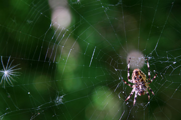 Spiral orb web with spider in the center