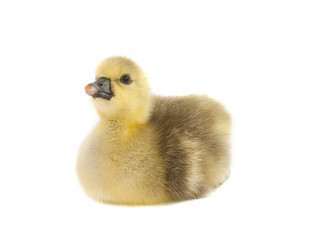 gosling isolated