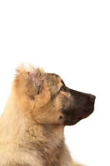 face of mountain dog on white background