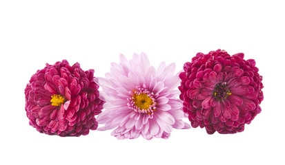 Fototapeta premium chrysanthemum flower