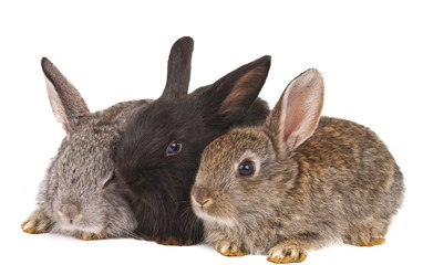 Obraz premium small rabbits isolated