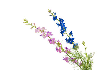 bouquet of wild flowers isolated