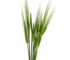 green ears of wheat isolated