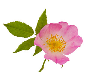 wild rose flowers isolated