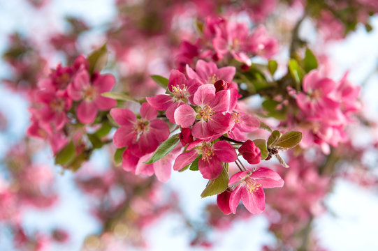 blossoming cherry tree. beautiful pink flowers