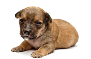 Dachshund puppy on white background