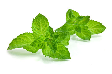 Fresh-picked mint leaves