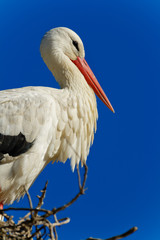 white stork