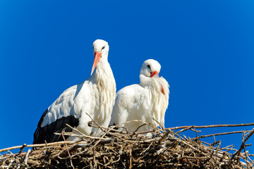 white stork