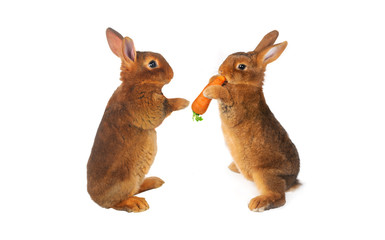 two brown rabbit