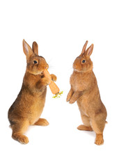 two brown rabbit