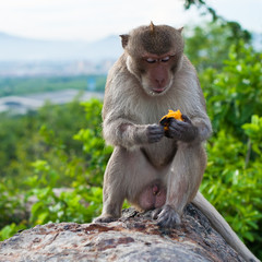 monkey in the mountain with the high view