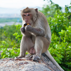monkey in the mountain with the high view