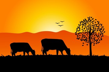 Fototapeta na wymiar krowy i wschód słońca