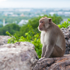 monkey in the mountain with the high view