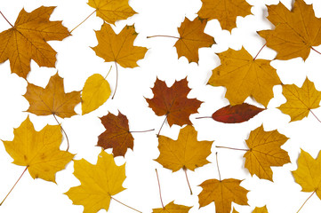 Fototapeta premium autumn leaves isolated