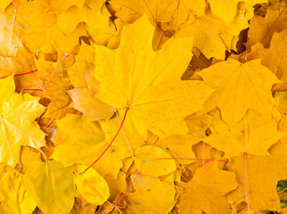 Naklejka na ściany i meble żółty jesienią liści klonu