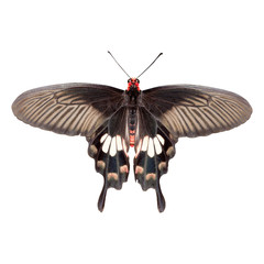 Parides adamsoni butterfly isolated