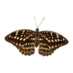 Common archduke butterfly isolated