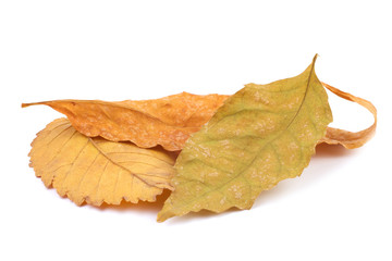 Set of three yellow leafs of isolated on a white background