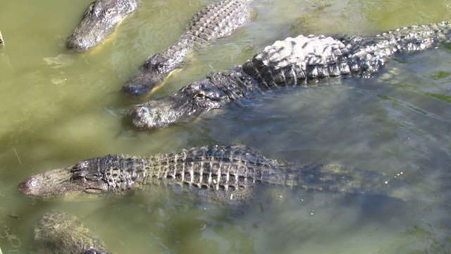 Alligators in captivity getting fed