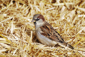 House Sparrow