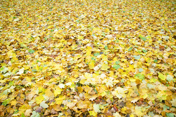 Obraz premium golden autumn