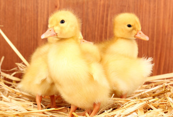 Five duckling on straw on wooden background