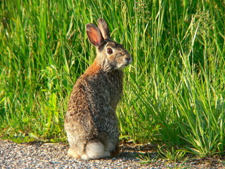 goofy rabbit 1