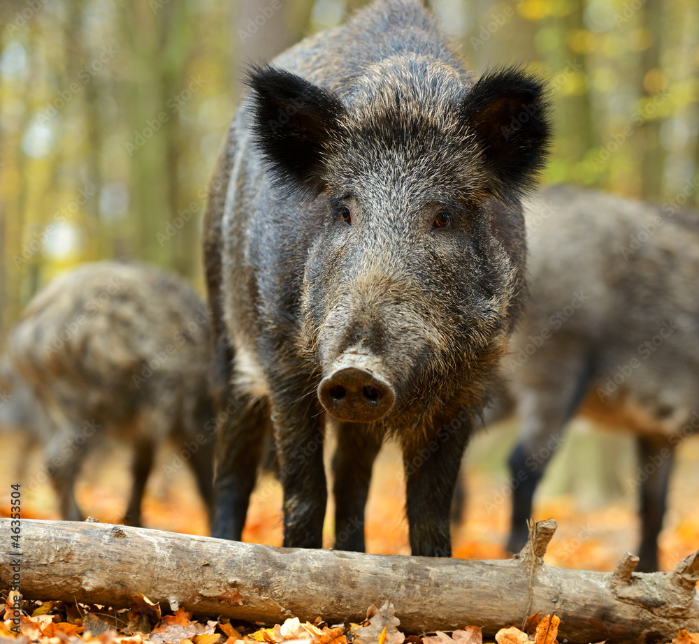 Wall mural wild pig