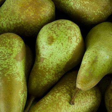 freshly harvested pears
