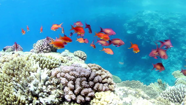 Shoal of Sea goldie, swimming around a coral reef