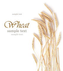 wheat - 46355585